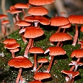 Mycena Found in Centenary Lakes Board Walk